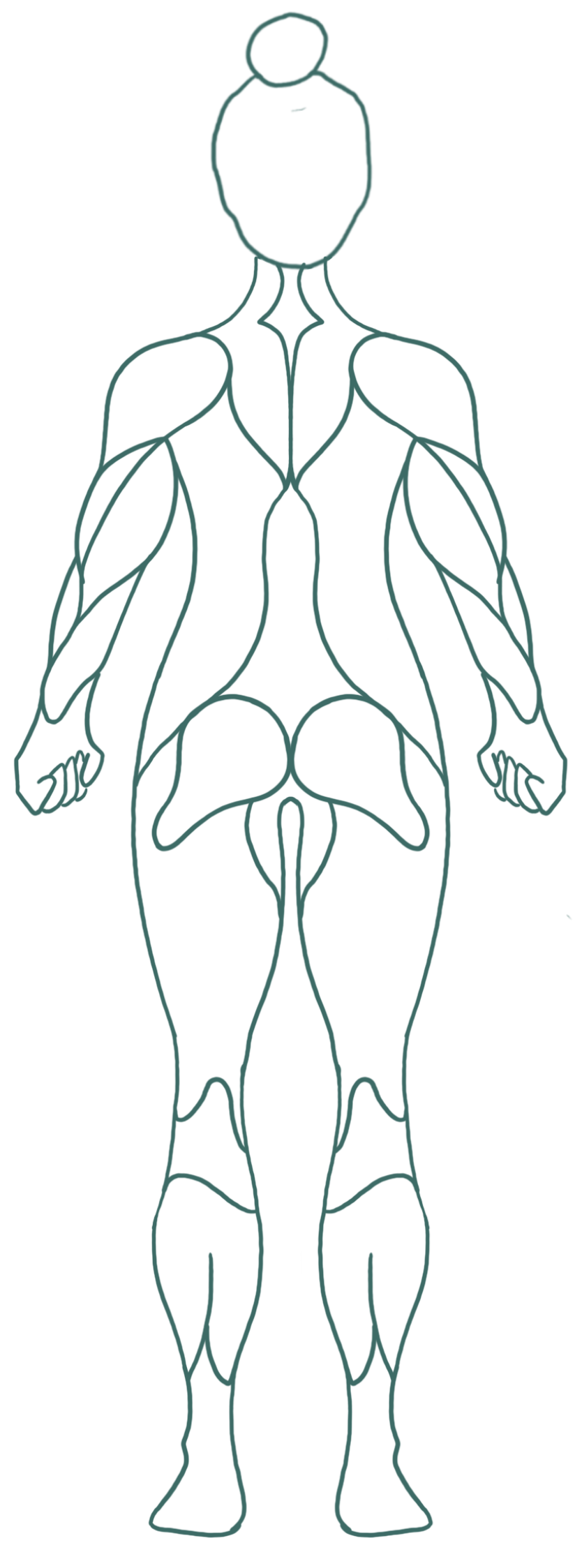 Female anatomy, posterior view