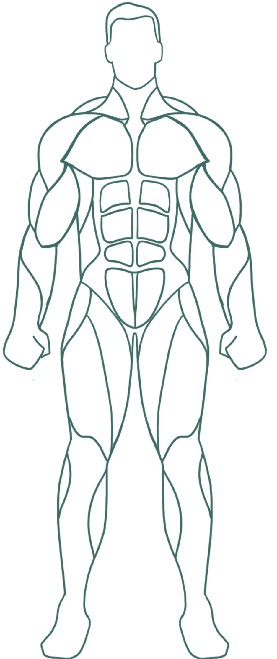 Male anatomy, anterior view